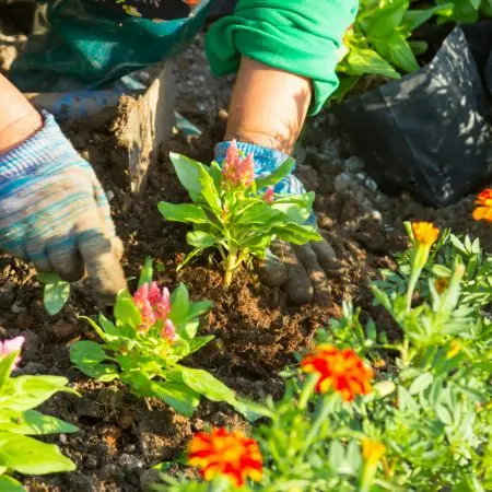 Plantación de jardines en Las Merindades - Jardinería Belén